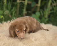 Longhaired Dapple Male , a male Miniature Dachshund for sale in Avon, IL – 3 of 9