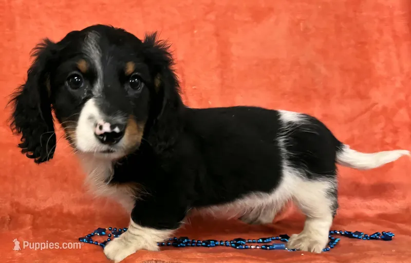 Male Longhaired Miniature Dachshund  – Miniature Dachshund puppy for sale in Avon, IL