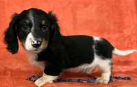 Male Longhaired Miniature Dachshund , a male Miniature Dachshund for sale in Avon, IL – Photo 1 of 3