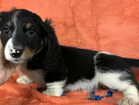 Male Longhaired Miniature Dachshund , a male Miniature Dachshund for sale in Avon, IL – Photo 3 of 3