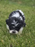Teddy Bear Male 1, a male Bichon Frise and Shih Tzu for sale in Avon, IL – 5 of 5