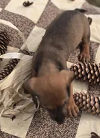 Male Miniature Dachshund , a male Miniature Dachshund for sale in Avon, IL – 5 of 5