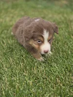 Mini Aussie  Male 3, a male Miniature Australian Shepherd for sale in Avon, IL – 5 of 5