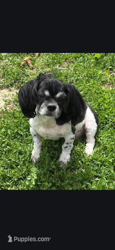 Shih Tzu Male 1 – Shih Tzu puppy for sale in Avon, IL