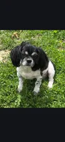 Shih Tzu Male 1, a male Shih Tzu for sale in Avon, IL – 1 of 2