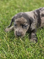 Dapple Male, a male Miniature Dachshund for sale in Avon, IL – 3 of 4
