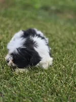 Teddy Bear Male 2, a male Bichon Frise and Shih Tzu for sale in Avon, IL – 3 of 5