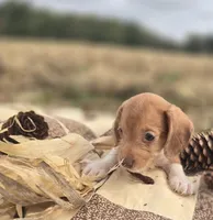 Piebald Male 2 Miniature Dachshund , a male Miniature Dachshund for sale in Avon, IL – 2 of 4