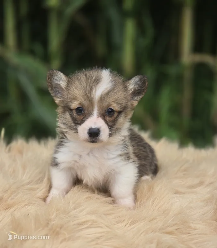 Female 2 Corgi  – Pembroke Welsh Corgi puppy for sale in Avon, IL
