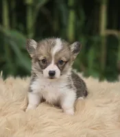 Female 2 Corgi , a female Pembroke Welsh Corgi for sale in Avon, IL – 1 of 4