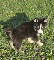Male Siberian Husky 2, a male Siberian Husky for sale in Avon, IL – 3 of 4