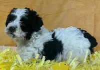 Schnoodle F3, a female Schnoodle for sale in Avon, IL – Photo 1 of 3