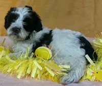 Schnoodle F3, a female Schnoodle for sale in Avon, IL – Photo 2 of 3