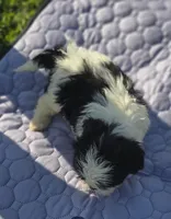 Female Teddy Bear , a female Bichon Frise and Shih Tzu for sale in Avon, IL – 3 of 4