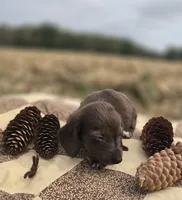Chocolate Female Dapple Miniature Dachshund , a female Miniature Dachshund for sale in Avon, IL – 3 of 5