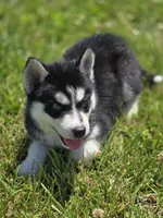 Black and White Male, a male Siberian Husky for sale in Avon, IL – 4 of 5