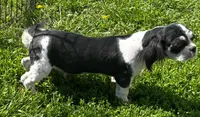Shih Tzu Male Two, a male Shih Tzu for sale in Avon, IL – 2 of 3