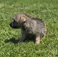 Cairn Terrier Female , a female Cairn Terrier for sale in Avon, IL – 3 of 4