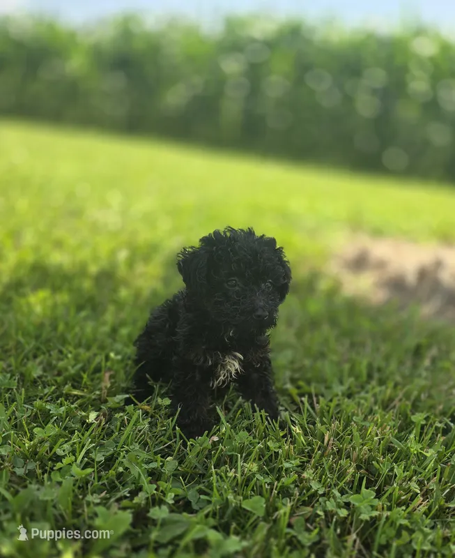 Black Female Toy Poodle , a female Poodle - Toy  for sale in Avon, IL – 1 of 4