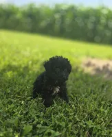 Black Female Toy Poodle , a female Poodle - Toy  for sale in Avon, IL – 1 of 4