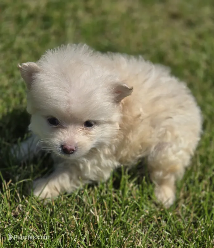 Cream Pomeranian Male  – Pomeranian puppy for sale in Avon, IL