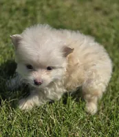Cream Pomeranian Male , a male Pomeranian for sale in Avon, IL – 1 of 4