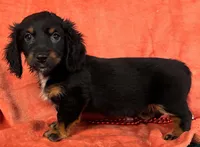 Longhaired Female two Miniature Dachshund , a female Miniature Dachshund for sale in Avon, IL – Photo 1 of 2