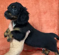 Longhaired Female two Miniature Dachshund , a female Miniature Dachshund for sale in Avon, IL – Photo 2 of 2