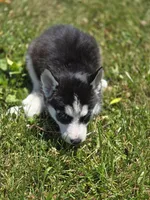Black and white Female 2, a female Siberian Husky for sale in Avon, IL – 5 of 5