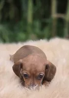 Miniature Dachshund Female 1, a female Miniature Dachshund for sale in Avon, IL – 2 of 5