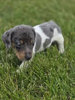 Dapple Piebald Male, a male Miniature Dachshund for sale in Avon, IL – 3 of 5