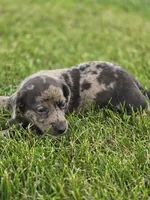 Dapple Male, a male Miniature Dachshund for sale in Avon, IL – 2 of 4