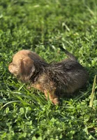 Female Miniature Dachshund , a female Miniature Dachshund for sale in Avon, IL – 4 of 5