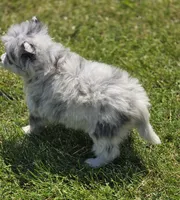 Merle Pomeranian Female , a female Pomeranian for sale in Avon, IL – 5 of 6