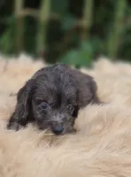 Longhaired Dapple Male , a male Miniature Dachshund for sale in Avon, IL – 3 of 4