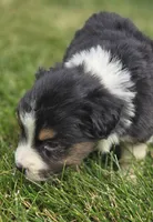 Mini Aussie  Male 2, a male Miniature Australian Shepherd for sale in Avon, IL – 4 of 5