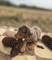 Female Dapple Miniature Dachshund , a female Miniature Dachshund for sale in Avon, IL – 6 of 6