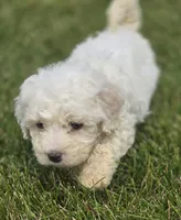 Bichon Frise Male 3, a male Bichon Frise for sale in Avon, IL – 2 of 4