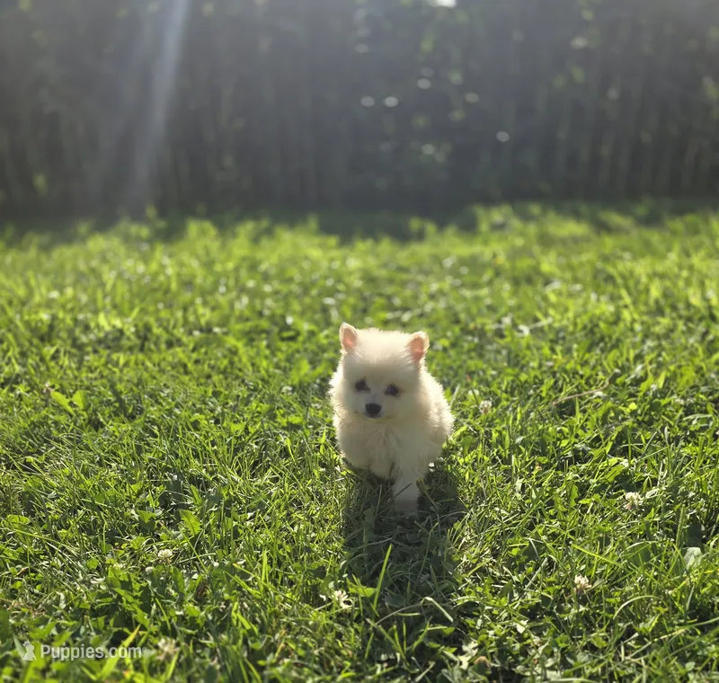 White Male Pomeranian  – Pomeranian puppy for sale in Avon, IL