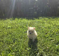 White Male Pomeranian , a female Pomeranian for sale in Avon, IL – 1 of 7