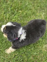 Mini Aussie  Female 1, a female Miniature Australian Shepherd for sale in Avon, IL – 2 of 5