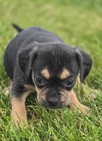 Puggle Female , a female Puggle for sale in Avon, IL – 2 of 6