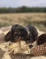 Longhaired Male Dapple Miniature Dachshund , a male Miniature Dachshund for sale in Avon, IL – 4 of 5
