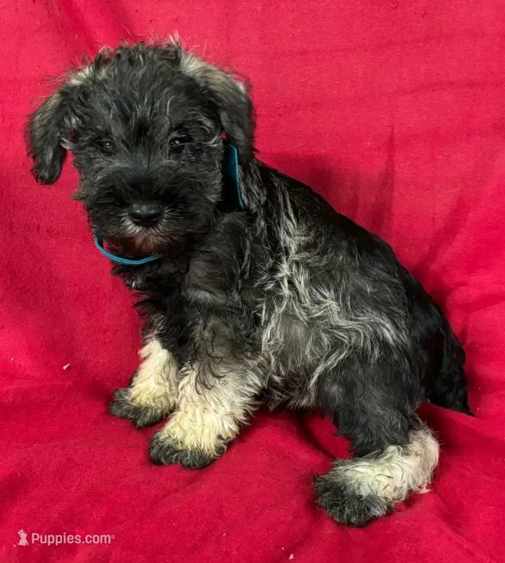 Male schnauzer 1 – Miniature Schnauzer puppy for sale in Avon, IL