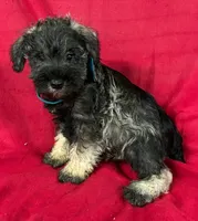 Male schnauzer 1, a male Miniature Schnauzer for sale in Avon, IL – 1 of 2