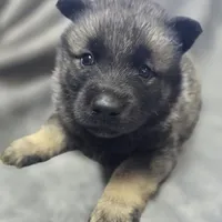 Norwegian Elkhound Male , a male Norwegian Elkhound for sale in Avon, IL – Photo 3 of 3