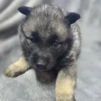 Norwegian Elkhound Male , a male Norwegian Elkhound for sale in Avon, IL – Photo 2 of 3