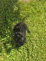 Black Male Toy Poodle , a male Poodle - Toy  for sale in Avon, IL – 3 of 4