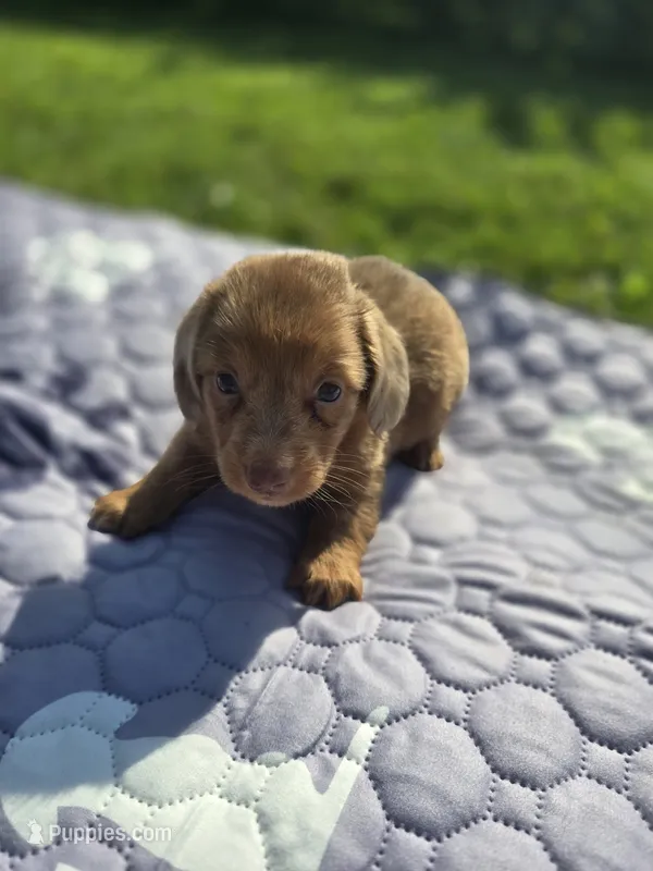 Chocolate Dapple Male with Blue Eyes , a male Miniature Dachshund for sale in Avon, IL – 1 of 8
