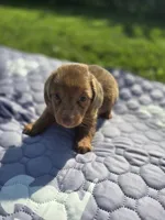 Chocolate Dapple Male with Blue Eyes , a male Miniature Dachshund for sale in Avon, IL – 1 of 8